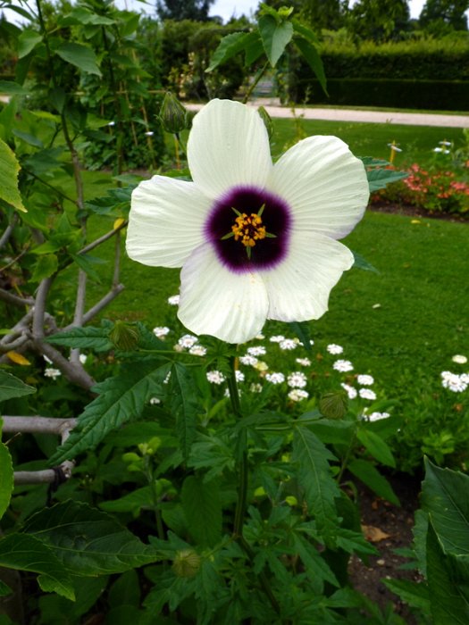 Hibiscus cannabinus fleur (2)